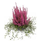 Erika Beauty Queens 26-cm-Topf Bellaflora 1 Stück