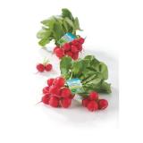 Spar Natur pur knackige Bio-Radieschen SPAR Gourmet 1 Bund