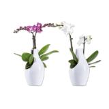 Orchidee in Designkeramik Lidl 1 Stück