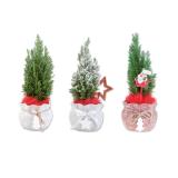 Konifere im Keramiksack Verschiedene Keramikfarben und Dekorationen Lidl 1 Stück