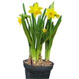 Plantiflor Zwiebelpflanzen-Mix verschiedene Sorten 370970 HELLWEG 1 Stück