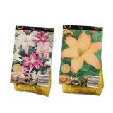 Lilien Zwiebeln Exklusiv Verschiedene Arten und Farben Lidl 1 Packung