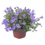 grow by OBI Campanula Get Mee blau OBI 1 Stück