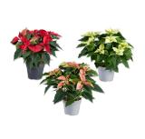 Weihnachststern Verschiedene Blütenfarben Lidl 1 Stück