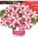 Plantiflor Petunie - Amore-Sondersorten 824359 HELLWEG 1 Stück