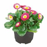 Gänseblümchen 707495 HELLWEG 1 Stück