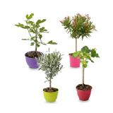 Oleander Stämmchen/Busch Trio verschiedenen Sorten und Farben HOFER 1 Stück