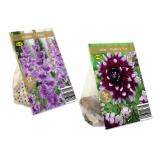 Herbstblumenzwiebeln Premium Verschiedene Arten und Farben Lidl 1 Packung