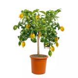Bild von Plantiflor Zitrus-Ministamm 473249 HELLWEG 1 Stück