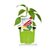 Plantiflor Peperoni „Vulkan F1“ 370686 HELLWEG 1 Stück