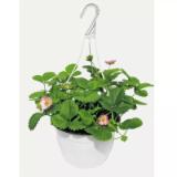 Plantiflor Erdbeer-Ampel versch. Sorten 589557 HELLWEG 1 Stück