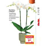 Orchidee, 2-Rispen 858499 BayWa 1 Stück