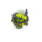 Bild von Plantiflor Herbstpflanzen-Trio „TrioLino“ 777991 HELLWEG 1 Stück