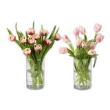 Tulpen gefranst Lidl 10 Stück