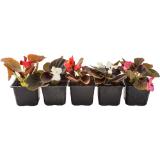 Begonia Semperfora od. Tagetes, Preisangabe ohne MwSt. (Preis inkl. MwSt. 0,85 €), METRO 1 Stück