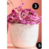 Dreimasterblume 'Pink Paradise' Topf Ø12 cm Dehner 1 Stück