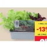 Salatpflanzen MPREIS 6 Stück