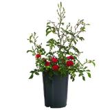Bild von Bodendeckerrose 'Fairy King', rot im 2-l-Topf Dehner 1 Stück
