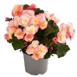 Dehner Begonie 'Cream Rose' Dehner 1 Stück