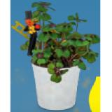 Silvester Glücksbringer Oxalis mit Stecker Schornsteinfeger HOFER 1 Stück