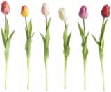 Promotion Bild von Tulpe 50790021 XXXLutz 1 Stück