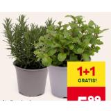 italienische Kräuter versch. Sorten MPREIS 1 Stück