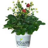 Erdbeerpflanze, Preisangabe ohne MwSt. (Preis inkl. MwSt. 1,98 €), METRO 1 Stück