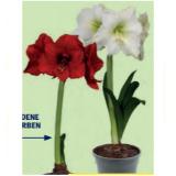 Amaryllis versch. Blütenfarben HOFER 1 Stück