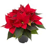 Weihnachtsstern Midi, Preisangabe ohne MwSt. (Preis inkl. MwSt. 3,15 €), METRO 1 Stück