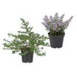 Frühblüher versch. Arten und Farben Lidl 1 Stück