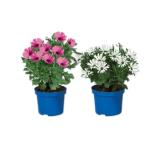 Osteospermum (Kapmargerite) Verschiedene Blütenfarben Lidl 1 Stück