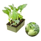 Dehner Bio Bio Kohlrabi 6er Dehner 1 Schale