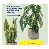 Home Creation Künstliche Topfpflanzen versch. Varianten von Blumen und Töpfen HOFER 1 Stück