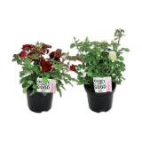 Gartenrosen Verschiedene Blütenfarben Lidl 1 Stück