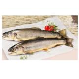 Kulmer Fisch Bachsaibling INTERSPAR 100 Gramm