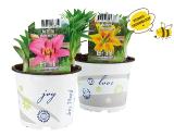 Gartenlilie Verschiedene Blütenfarben Lidl 1 Stück