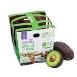 Cremig-nussige Mini-Avocados INTERSPAR 550 Gramm 1 Packung