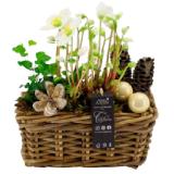 Arrangement „Christrose“ 42770556 BayWa 1 Stück