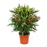 Oleander 588977 HELLWEG 1 Stück