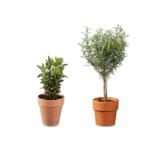 Italienisches Kräuterstämmchen im Terracotta-Topf Lidl 1 Stück