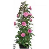 Rose ’Parfuma®’ Dehner 1 Stück
