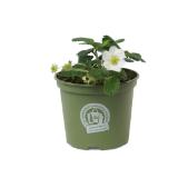 Zurück zum Ursprung Bio-Erdbeer-Spezialität versch. Sondersorten HOFER 1 Stück