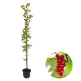 Dehner Rote Säulenjohannisbeere, im 5-l-Topf Dehner 1 Stück