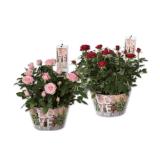 Rosenschale „Love“ Lidl 1 Stück