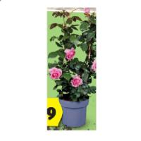 olivenbaum stuttgart Olea (Olivenbaum) kaufen? | Dotan main image 0