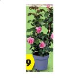 Duftrose HOFER 1 Stück
