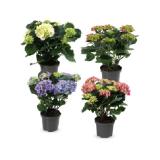 Hortensien-Busch HOFER 1 Stück