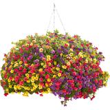 Calibrachoa Ampel, Preisangabe ohne MwSt. (Preis inkl. MwSt. 16,94 €), METRO 1 Stück