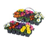 Primeln Lidl 10 Stück