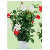 Dipladenia Spalier, Ø 14 cm, Höhe: 35 - 40 cm HOFER 1 Stück